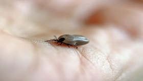 Lyme Disease